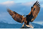 EAGLE_ARMY JOIN IF U LOVE EAGLE'S