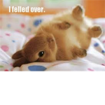 Bunny Lover's Of Roblox