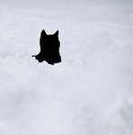 ｡*snow*｡