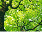 THE VERY EPIC TREE GANG