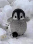 ＰＥＮＧＵ ＬＵＢ