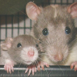 Sparkly Rats