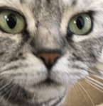 MEOW..!!