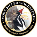 Ivory-Billed Woodpecker