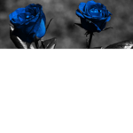 Perfect Rose Group