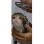 Cats are the bestiw