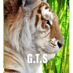 Golden Tiger Studios