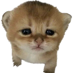 Dmdjdkdmjdjd