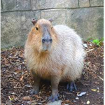Super Capybara fan group