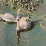 Gentle Swan
