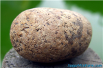 The Rock Evouloution Unit