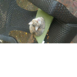 Cat Mysteriez