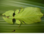 Leaf Insect Group