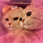 ʕ ̳• · • ̳ʔ