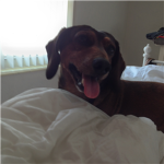 Dogs are EPIC!