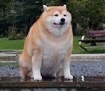 DogeIsMe_YT studios