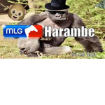 Harambe4life