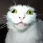 V IET NA M TE AM