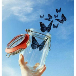 Butterfly's closet