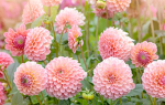 Dahlia Dance Company
