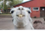 Llama's UNITE!