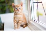 シ•The Cat Group•シ