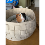 The Roblox gaming guinea pigs