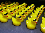 UnitedDucks