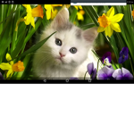 #cat nation squad