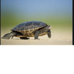 Turtles Toegether