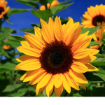 SunflowerSquad