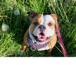 Hunde gruppe Love dogs