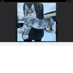 les fan des chat