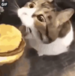 Animal Blitz