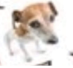 gues's dog shelter