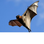 Eating bats