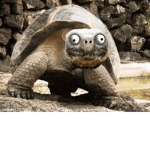 --We Like Turtles--