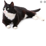 CATHAPPYNESS