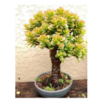lojinha da planta