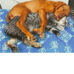 ######### lovable animals