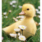 Ducks Go Quack Quack