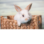 Soso Bunnies