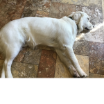 Bear is so cut
