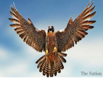 The Falcon Boys