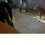 Cool Doggy’s