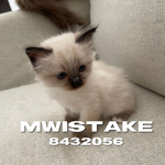 mwistake