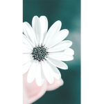 Aesthetic white flower group