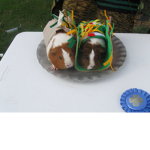 Guinea Pig Camp