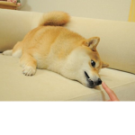 Doge Gathering!