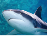 Sharkie,s Great Sharks